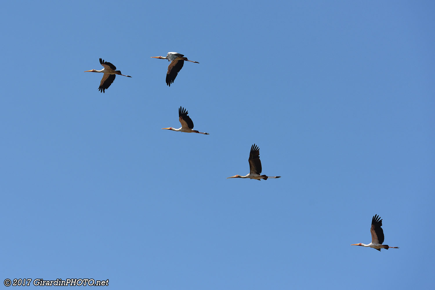 Tantales ibis