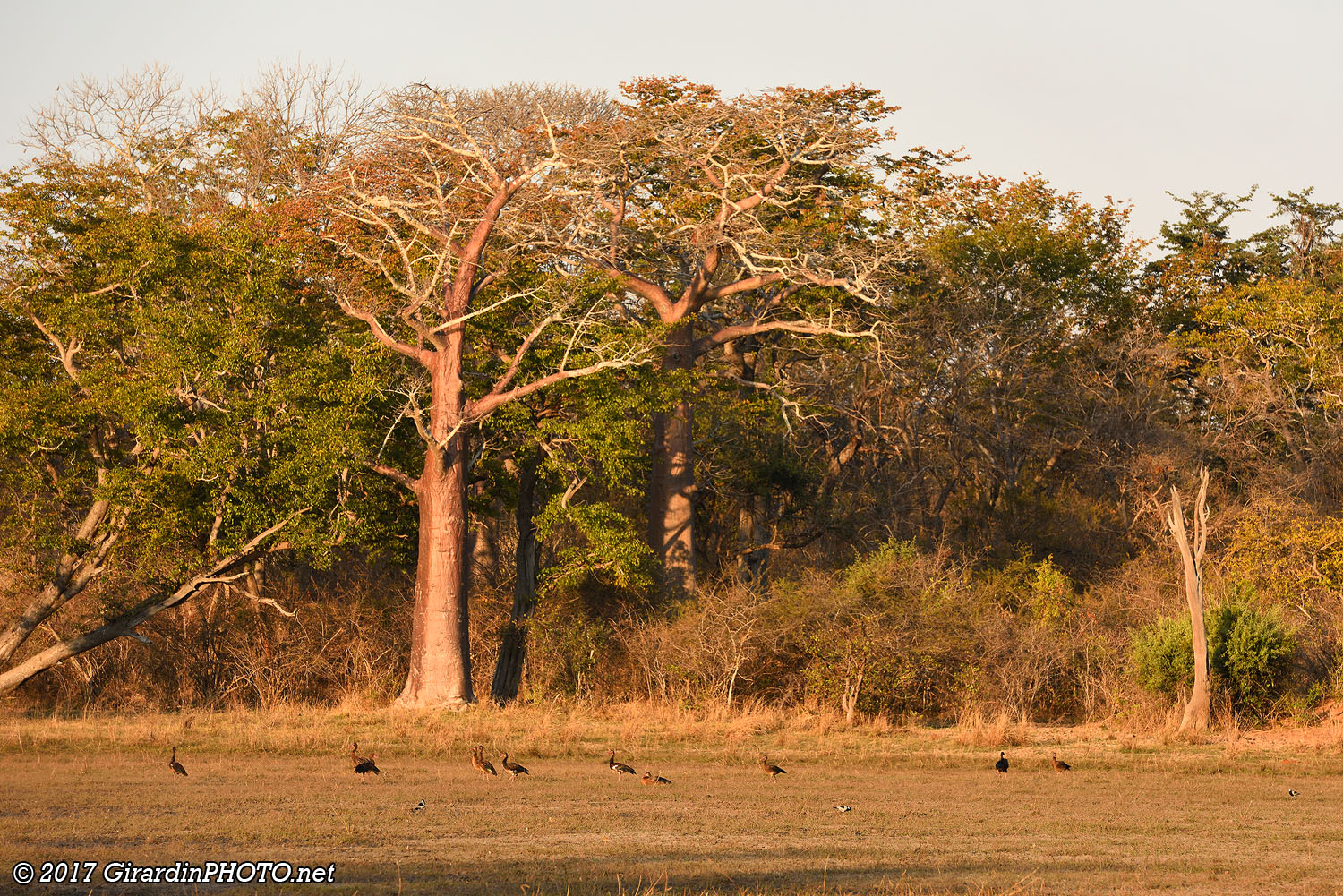 Baobabs