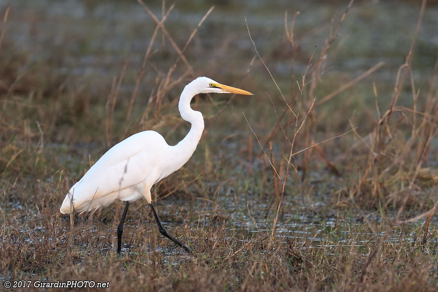 Aigrette intermédiaire