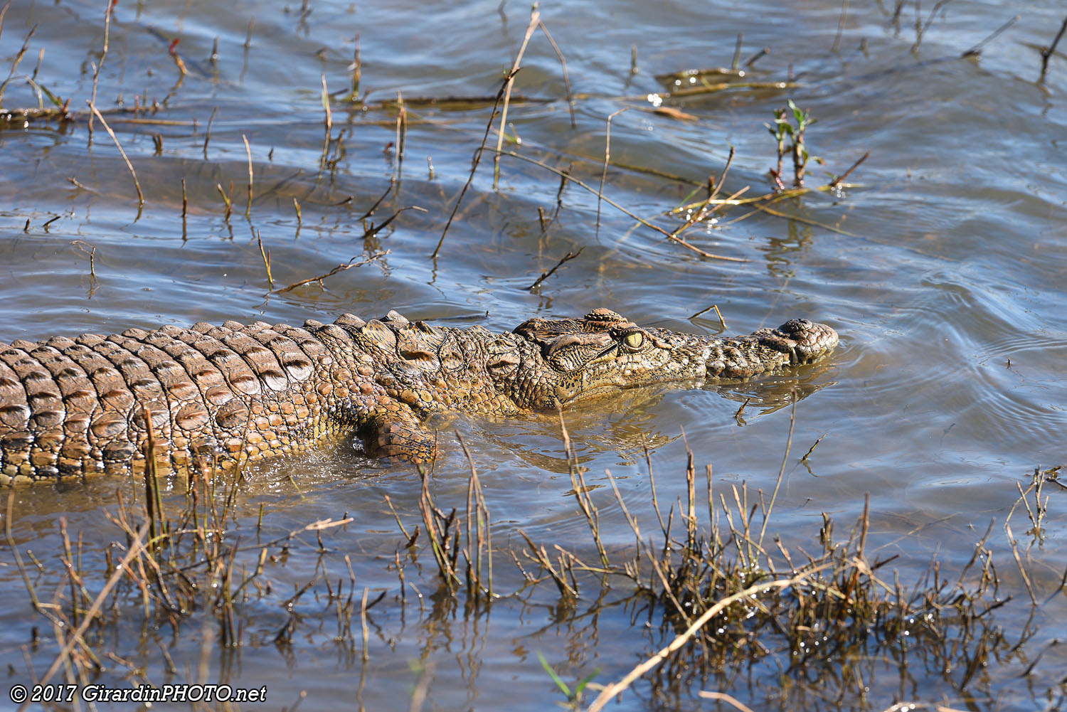 Crocodile du Nil