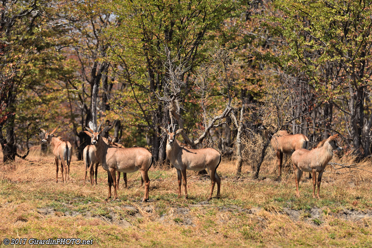 Antilopes rouannes