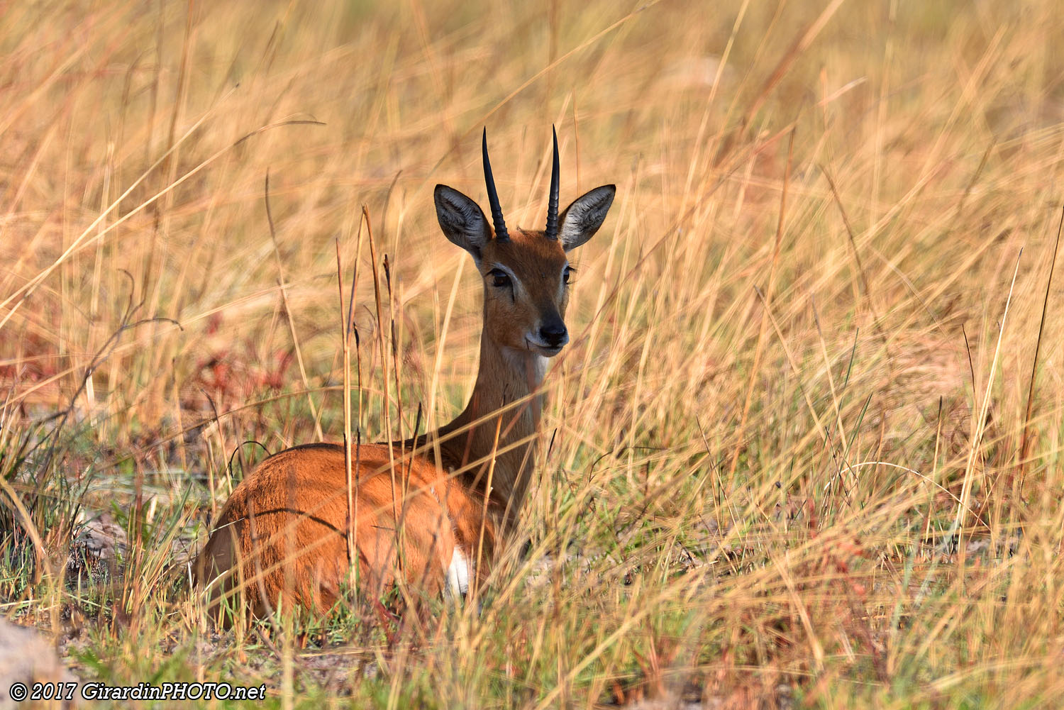 Steenbok