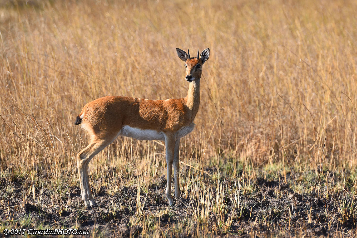 Oribi