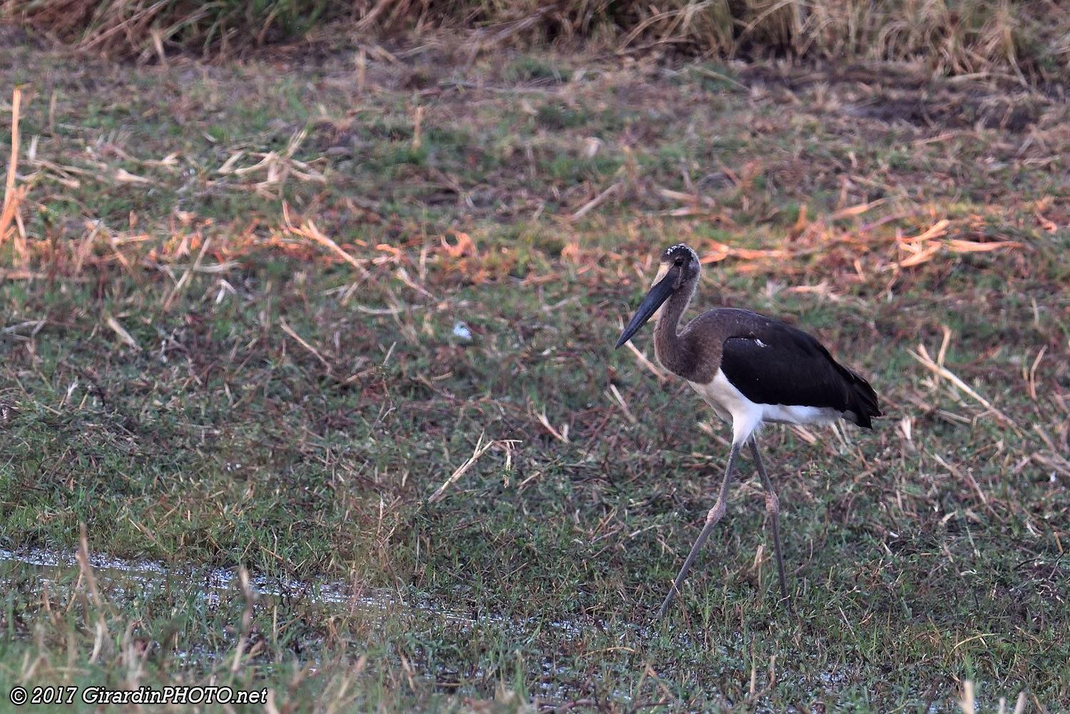Jeune Jabiru du Sénégal