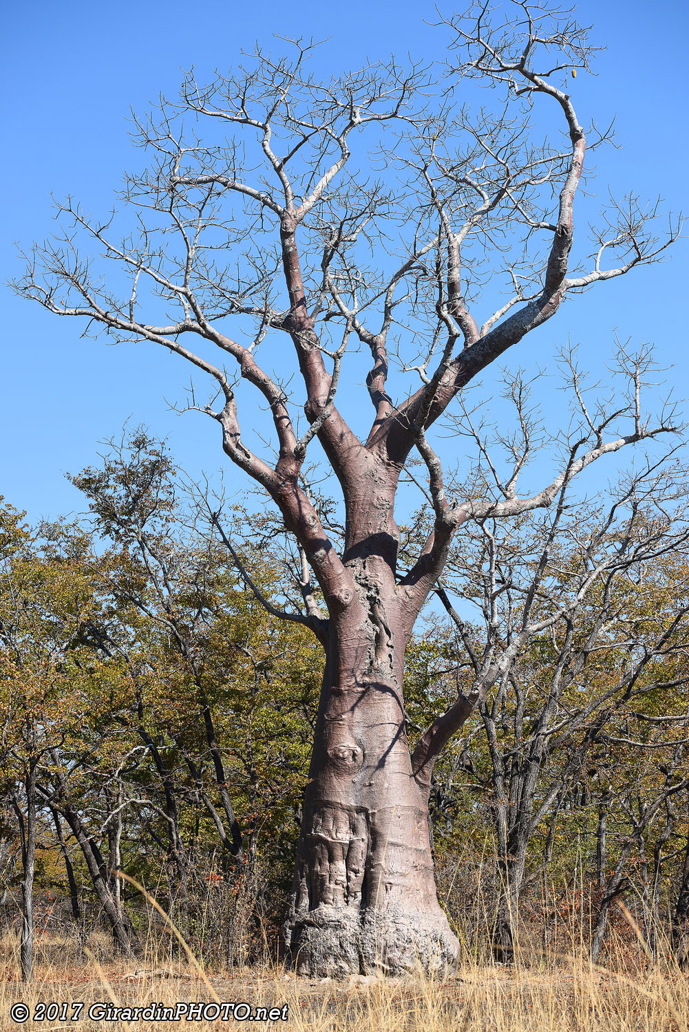 Baobab