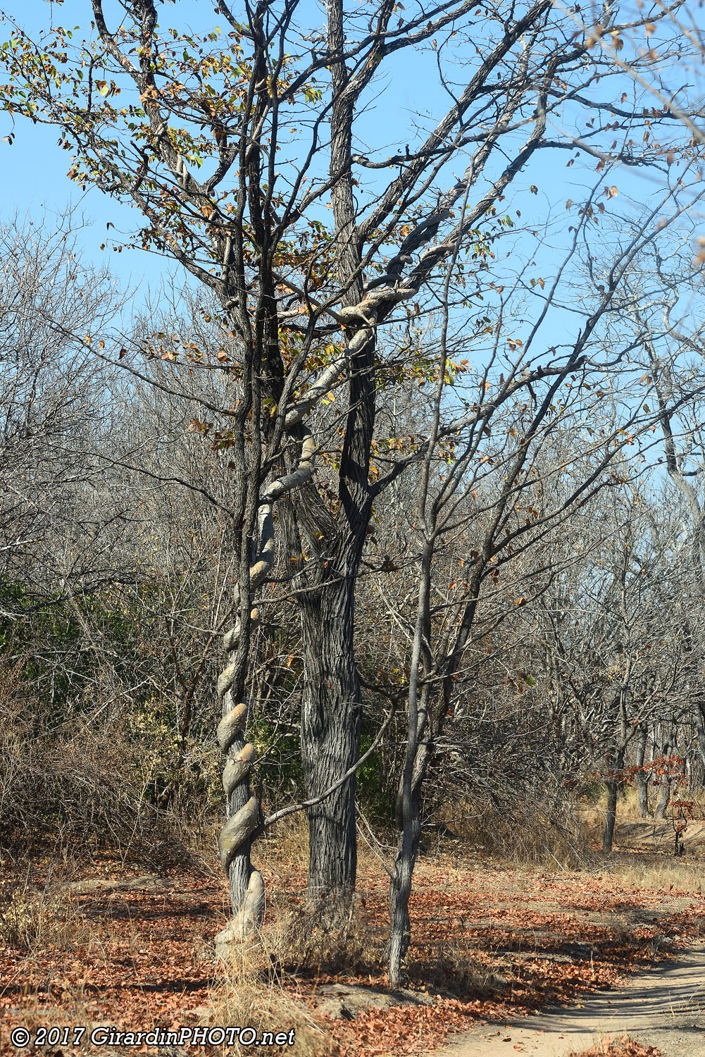 Figuier sauvage enroulé autour d'un arbre hôte