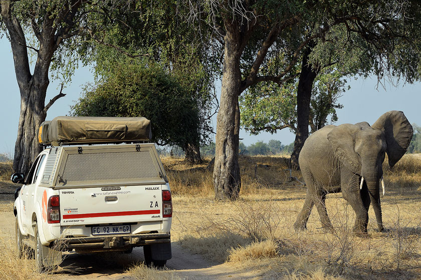Attention, éléphant sur la droite !