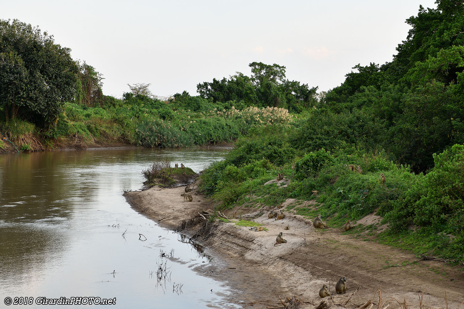 Wami River