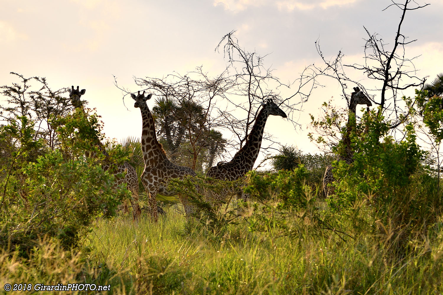 Après les singes, les girafes !