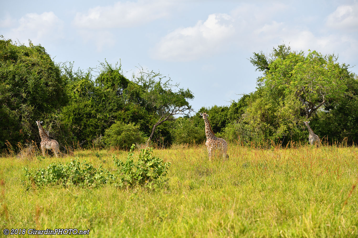 Girafons