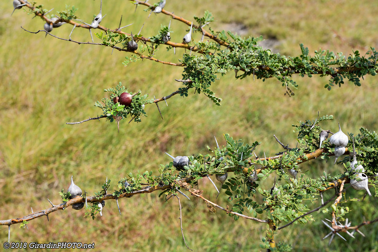 Branches d'acacia