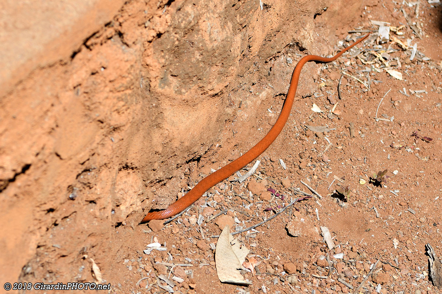 Cobra cracheur rouge ?