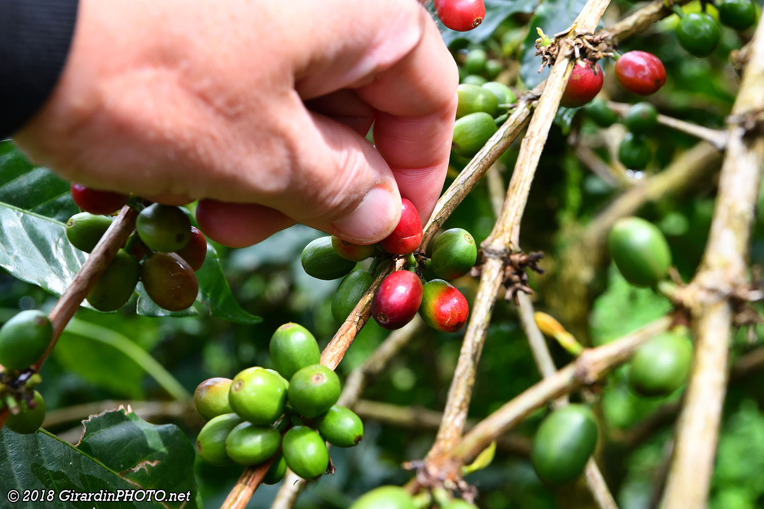 La drupe (cerise) et ses deux grains de café en parche