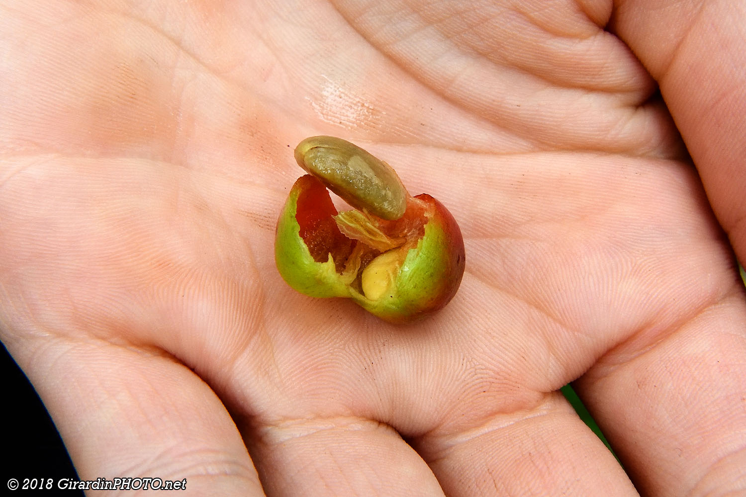 La drupe (cerise) et ses deux grains de café en parche