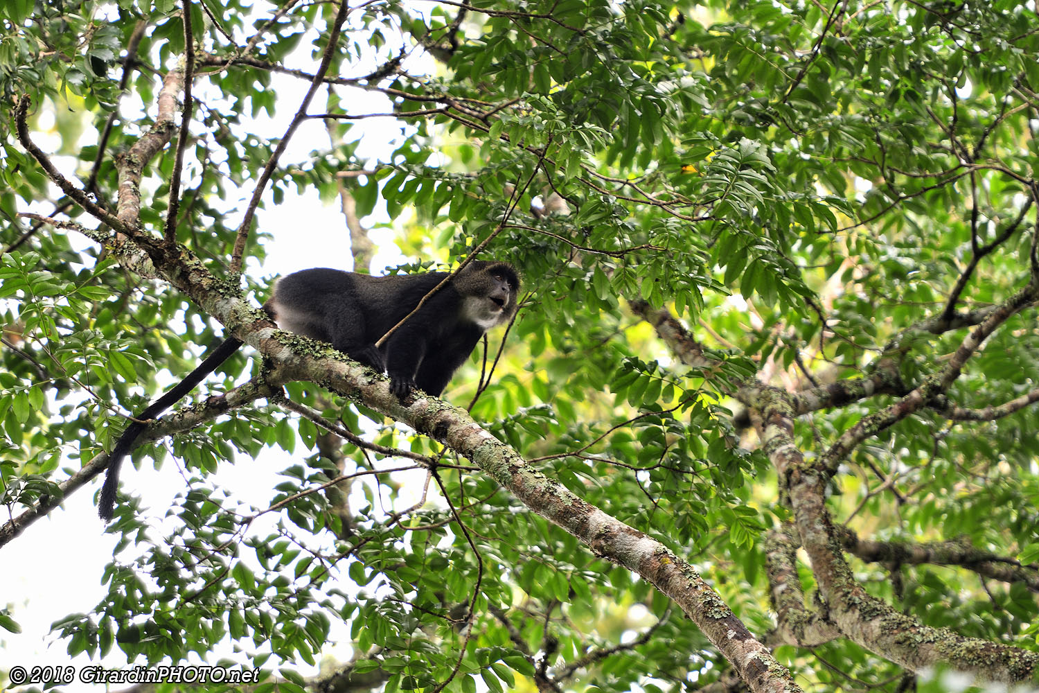 Singe bleu faisant ses vocalises