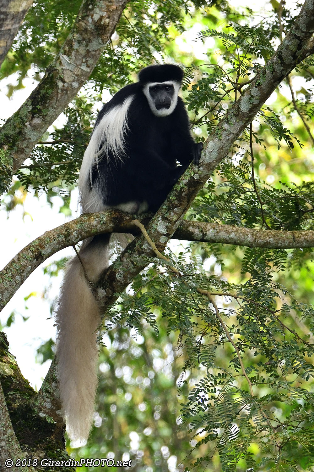 Colobe guéréza