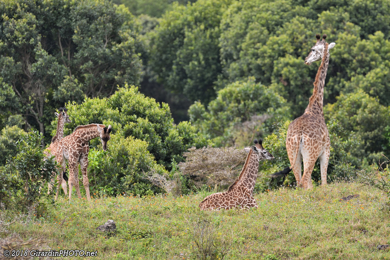 ... et une famille de girafes