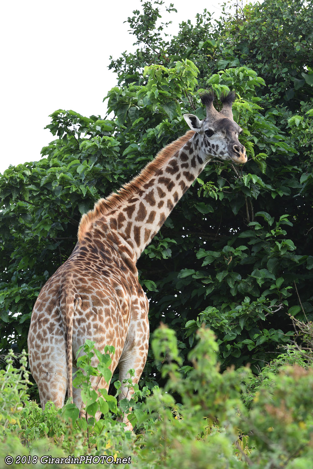 Girafe au bord de la piste