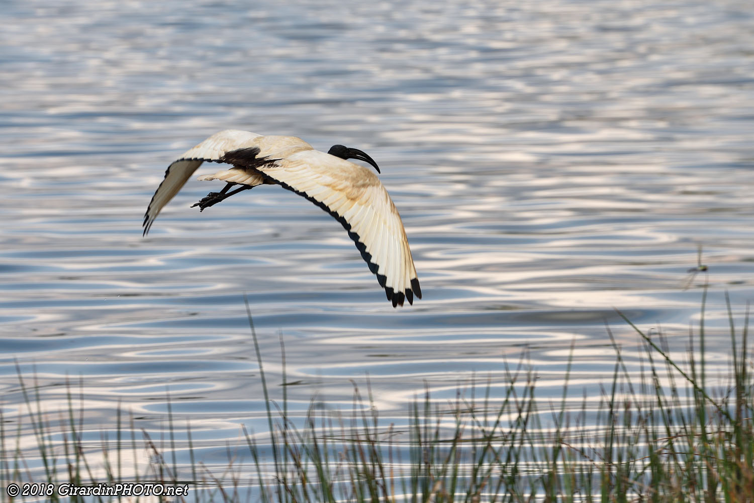 Envol d'un ibis sacré