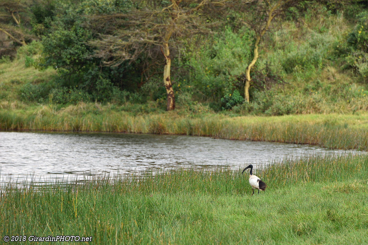Ibis sacré au bord du Small Momela Lake