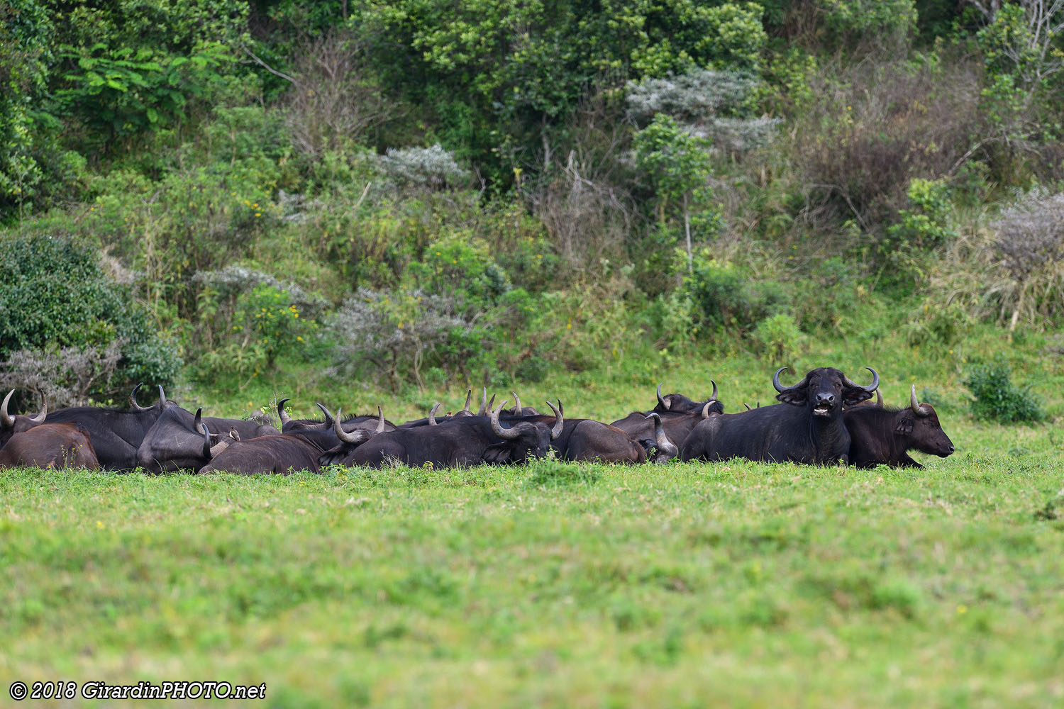 Buffles au repos