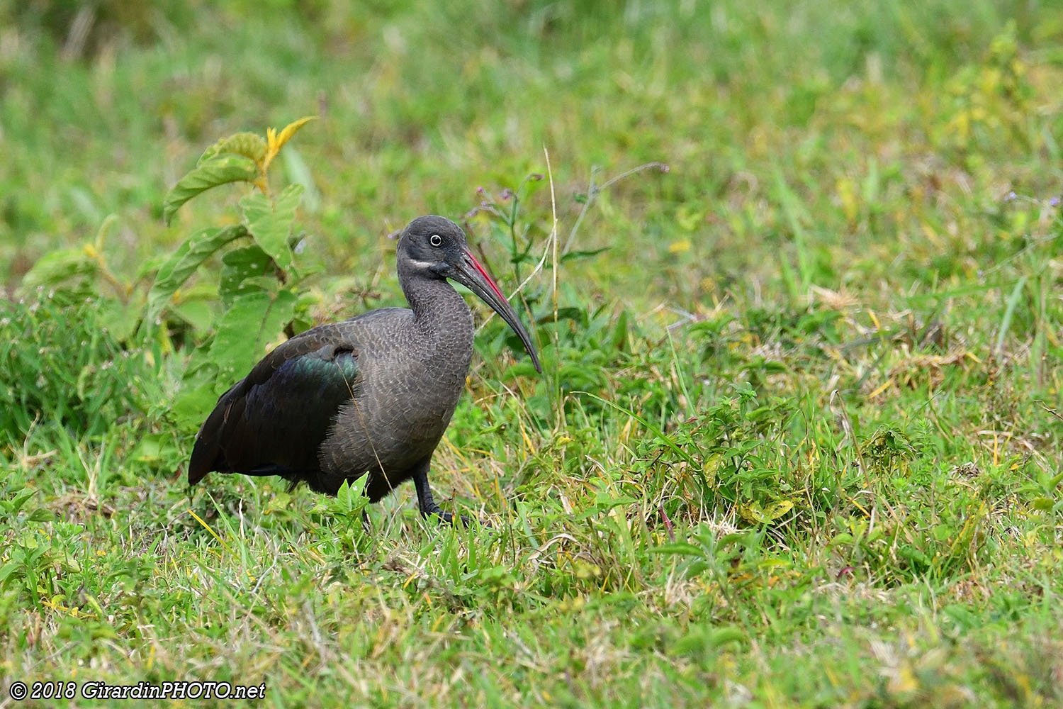 Ibis hagedash