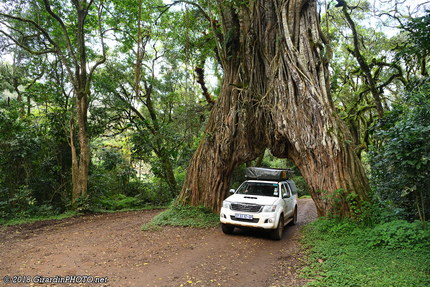 Fig Tree Arch
