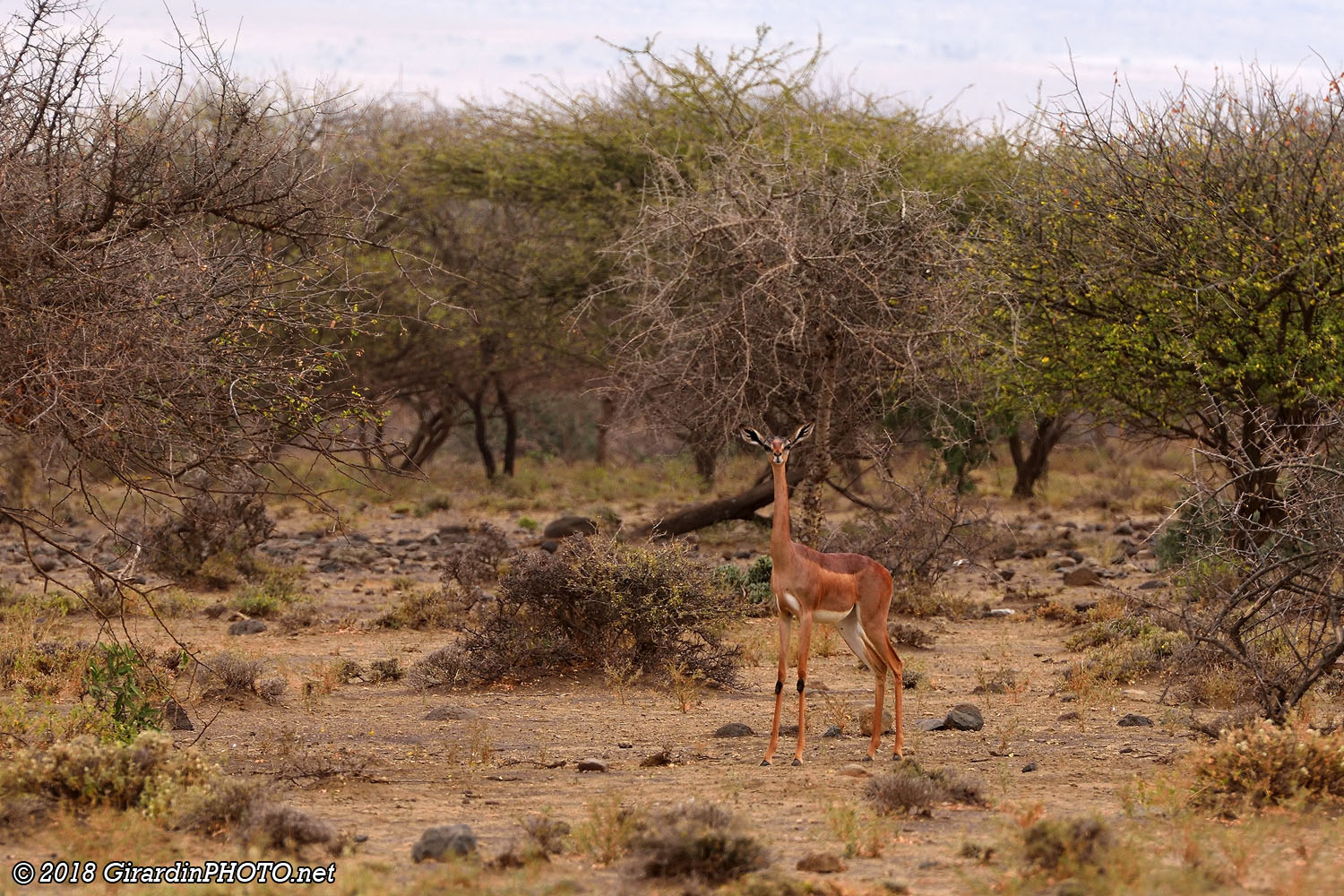 Gazelle de Waller