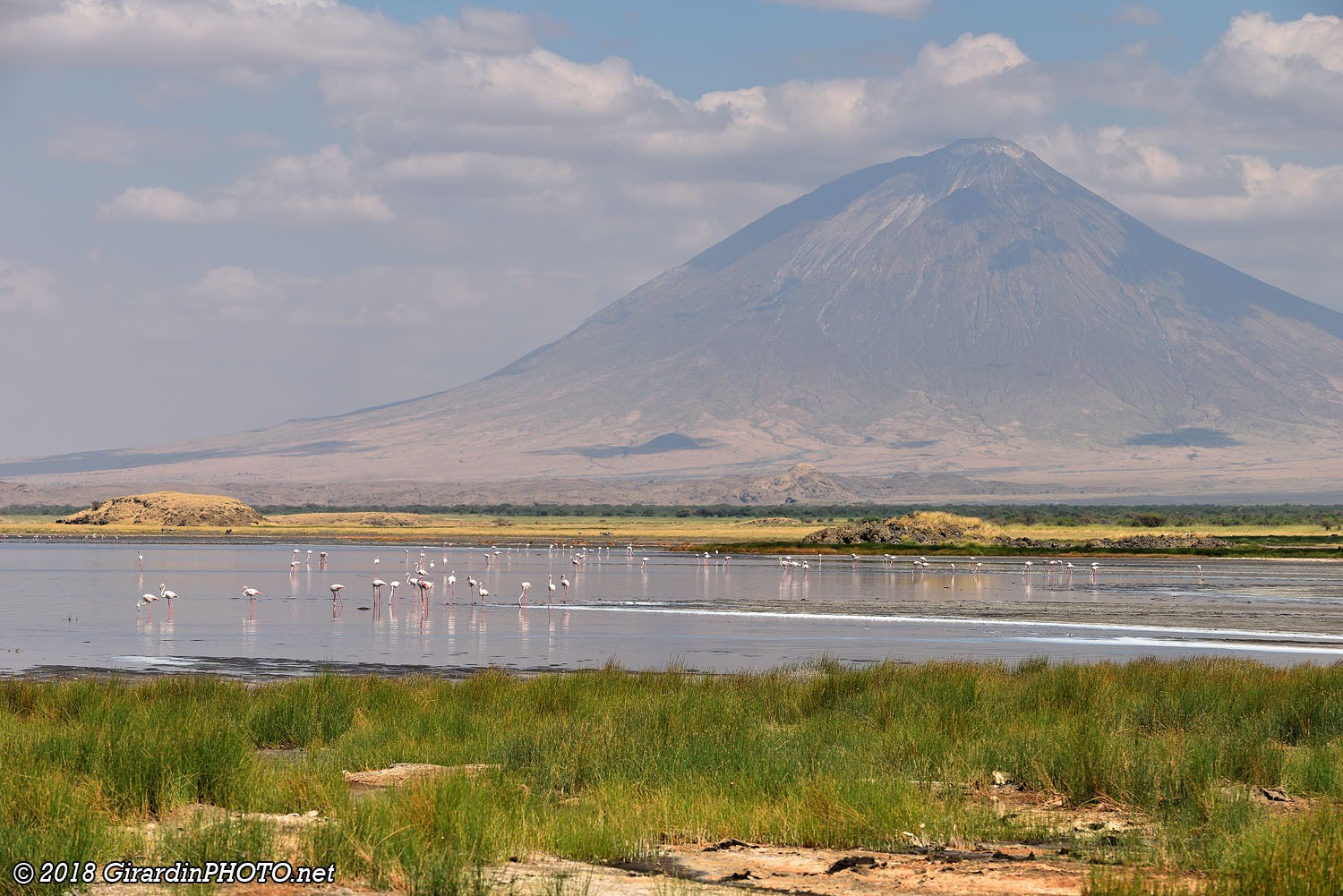 Flamants roses sur le Lake Natron