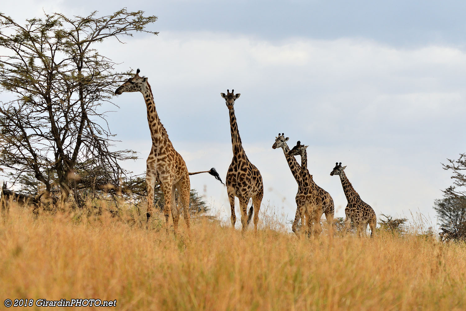 Girafes massaï