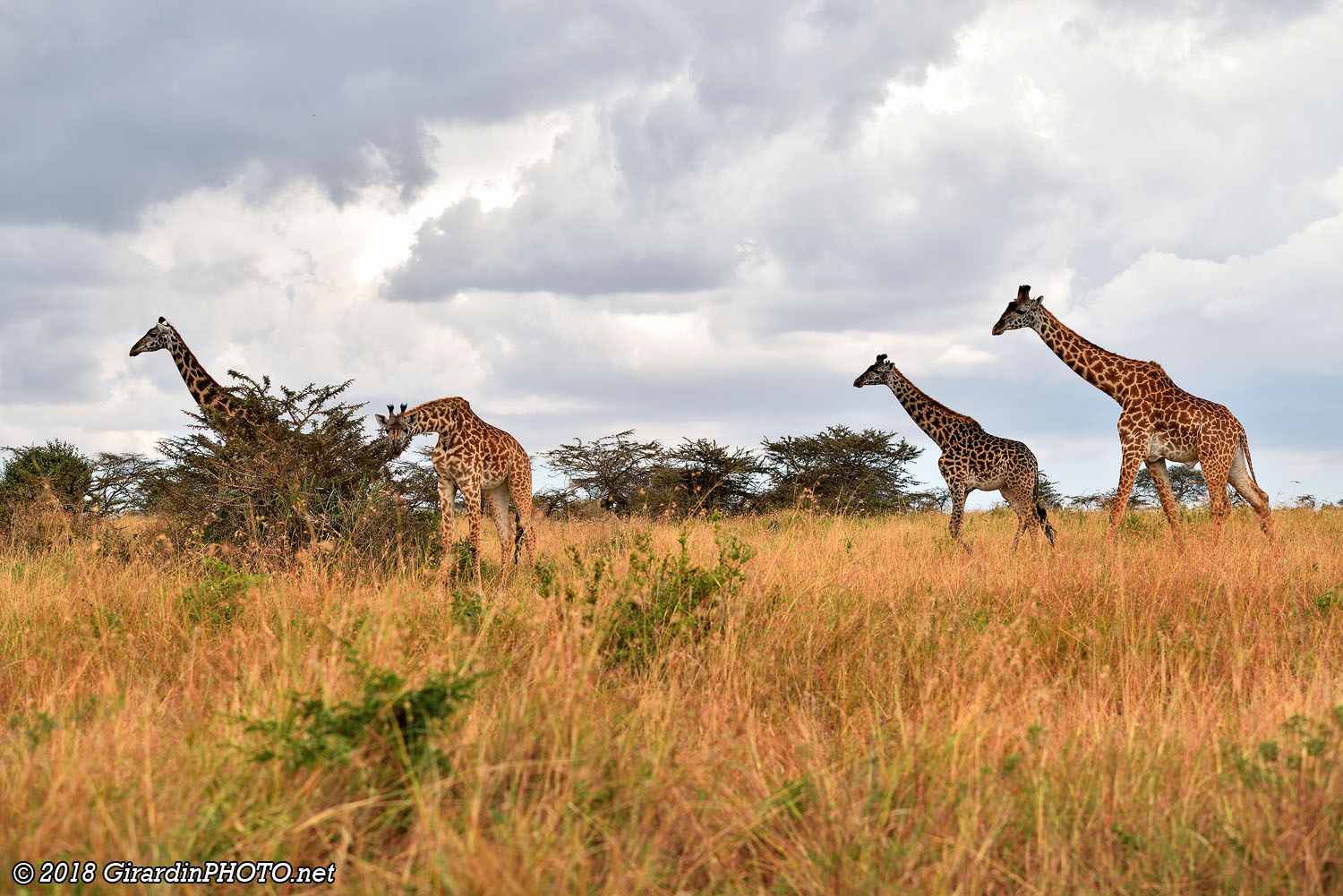 Girafes massaï