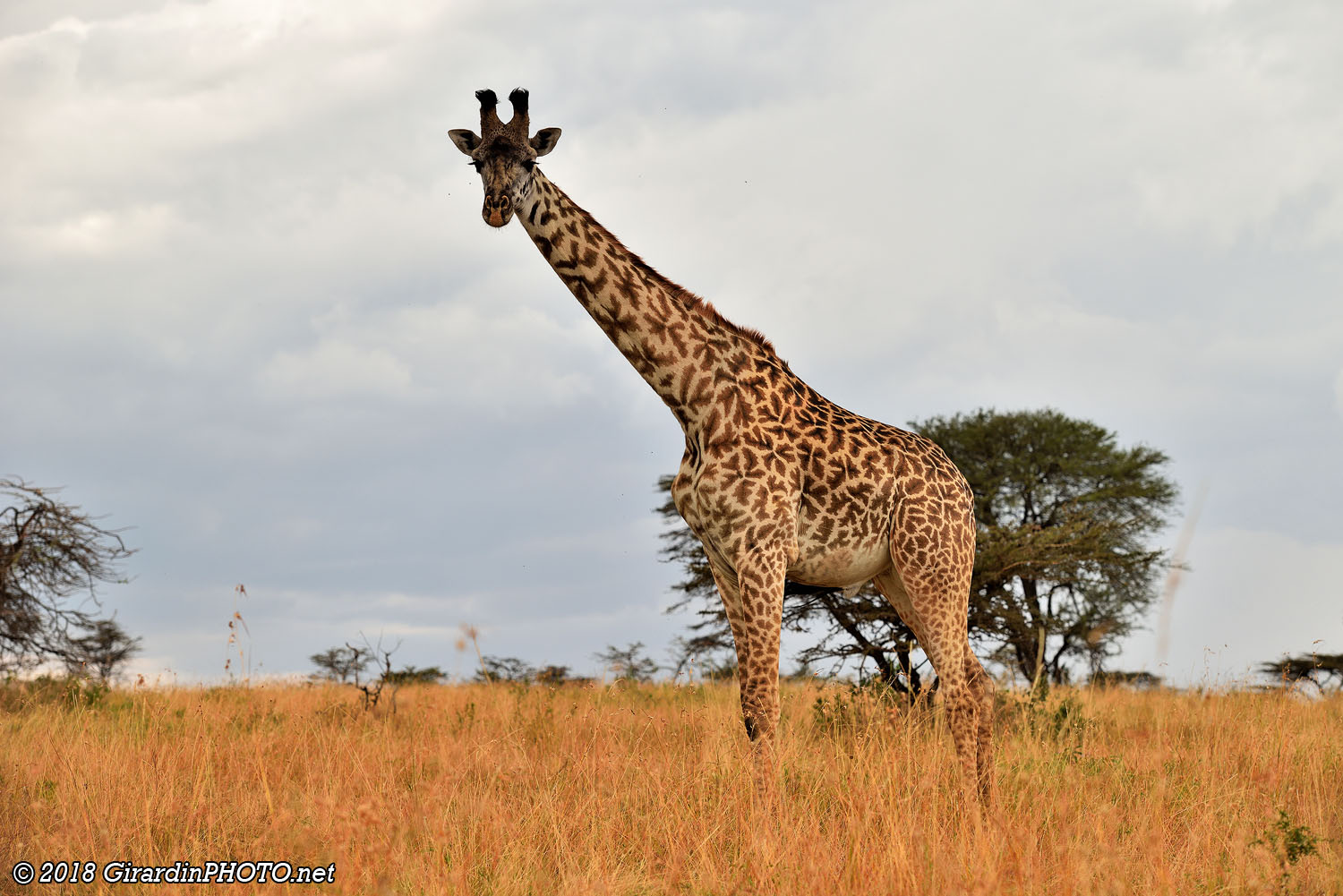Girafes massaï