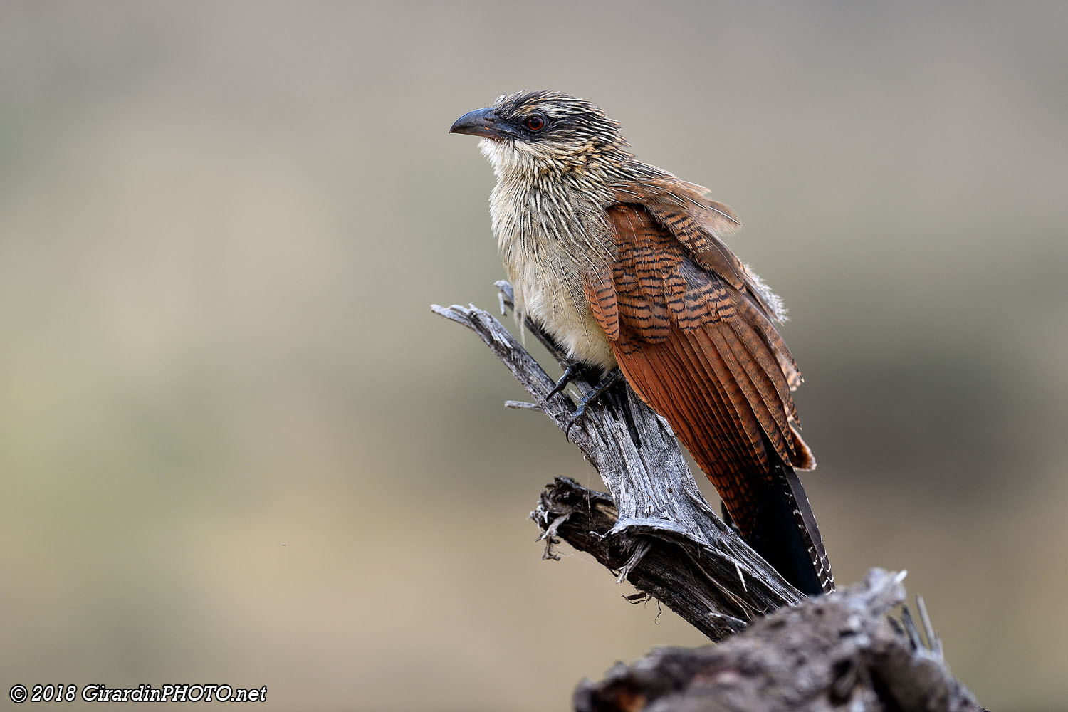 Coucal à sourcils blancs