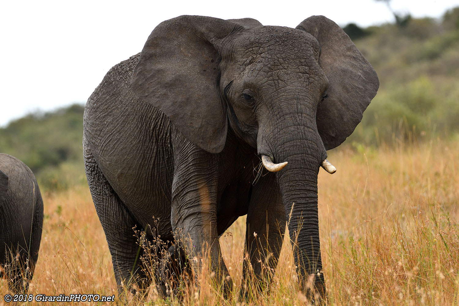 Eléphant