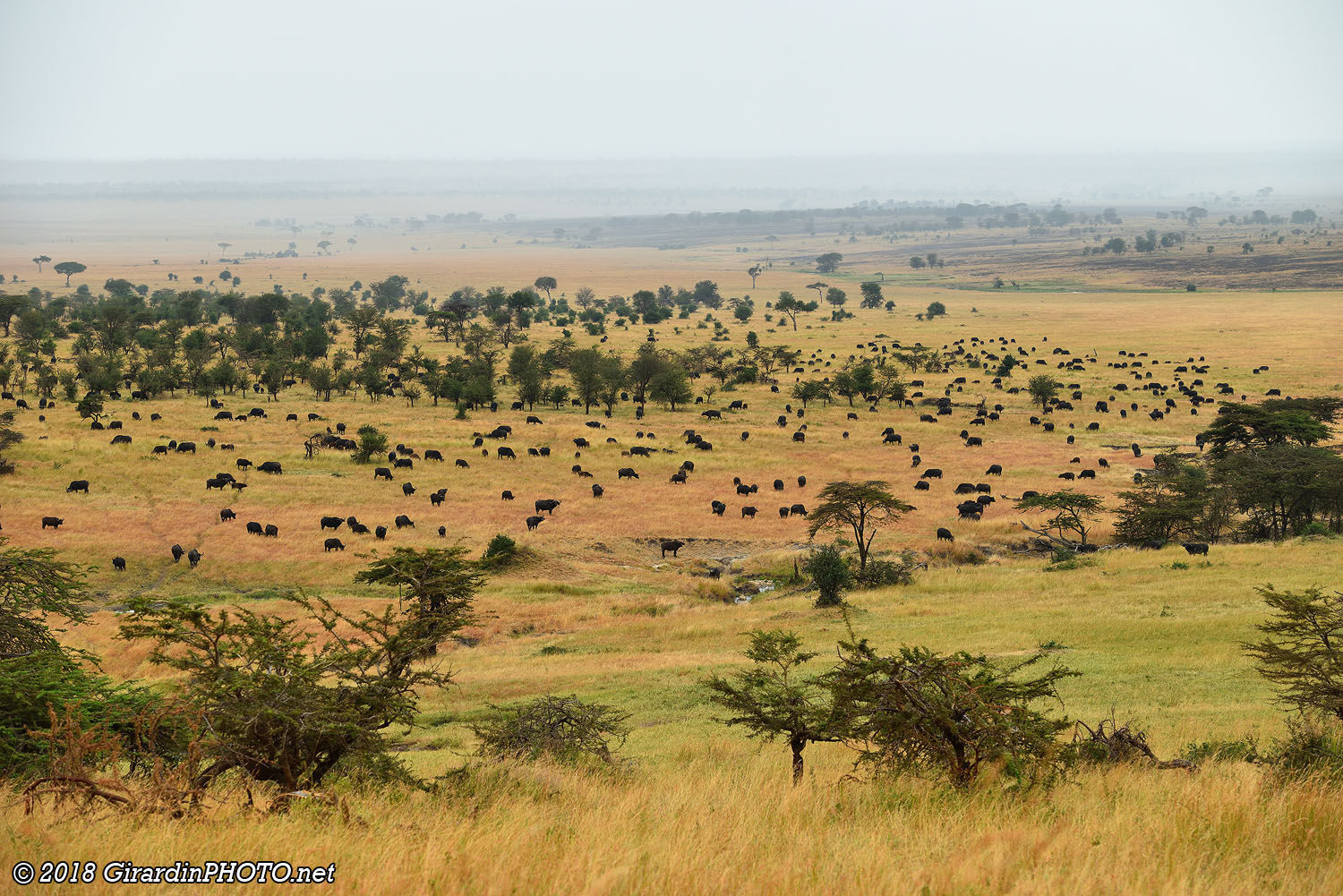 Plaine du nord du Serengeti