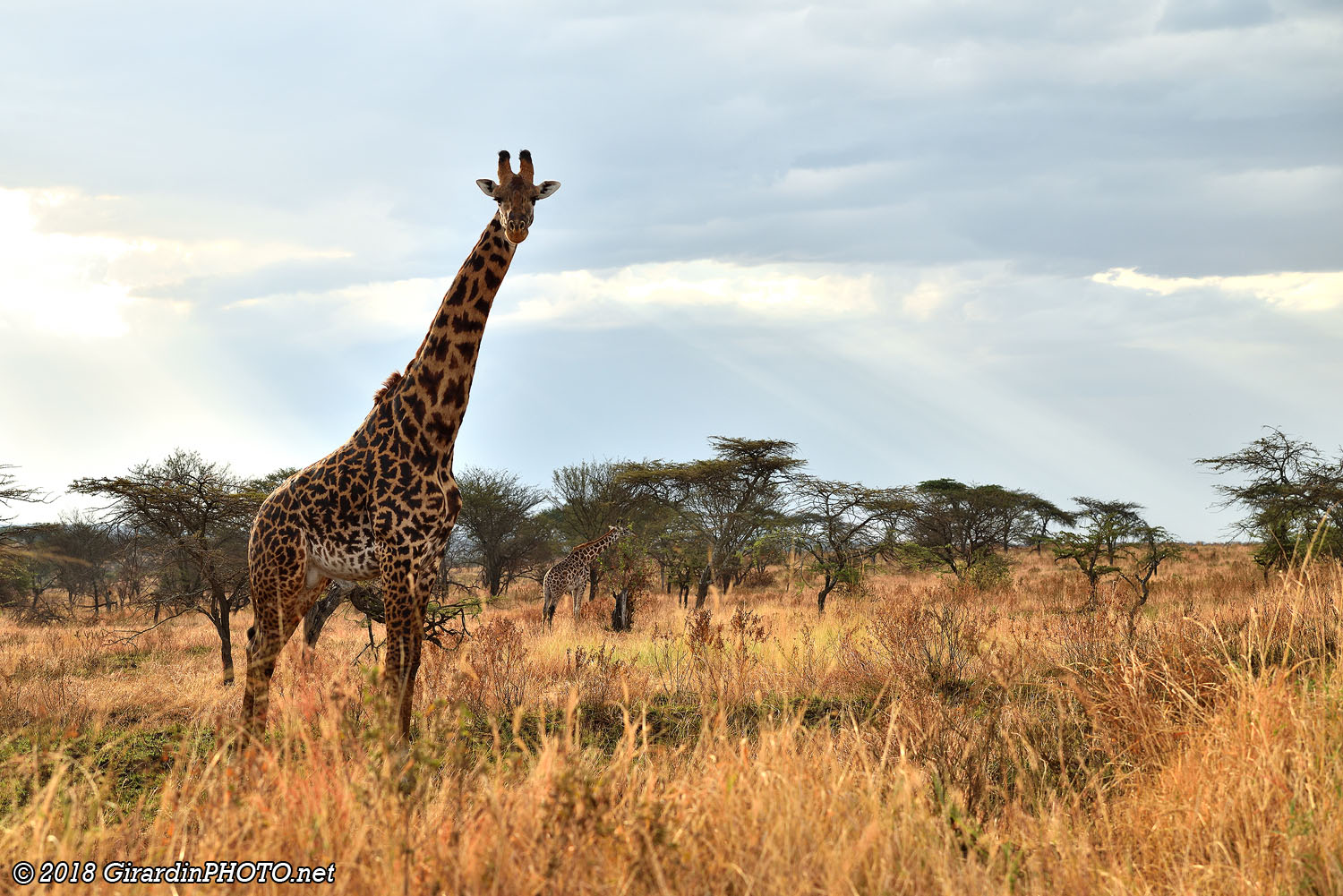 Girafes massaï