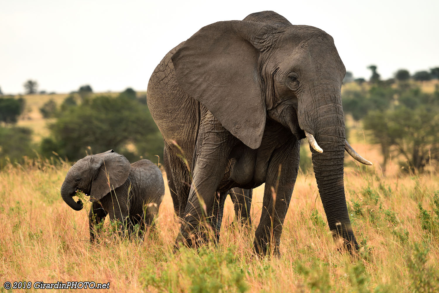 David et Goliath