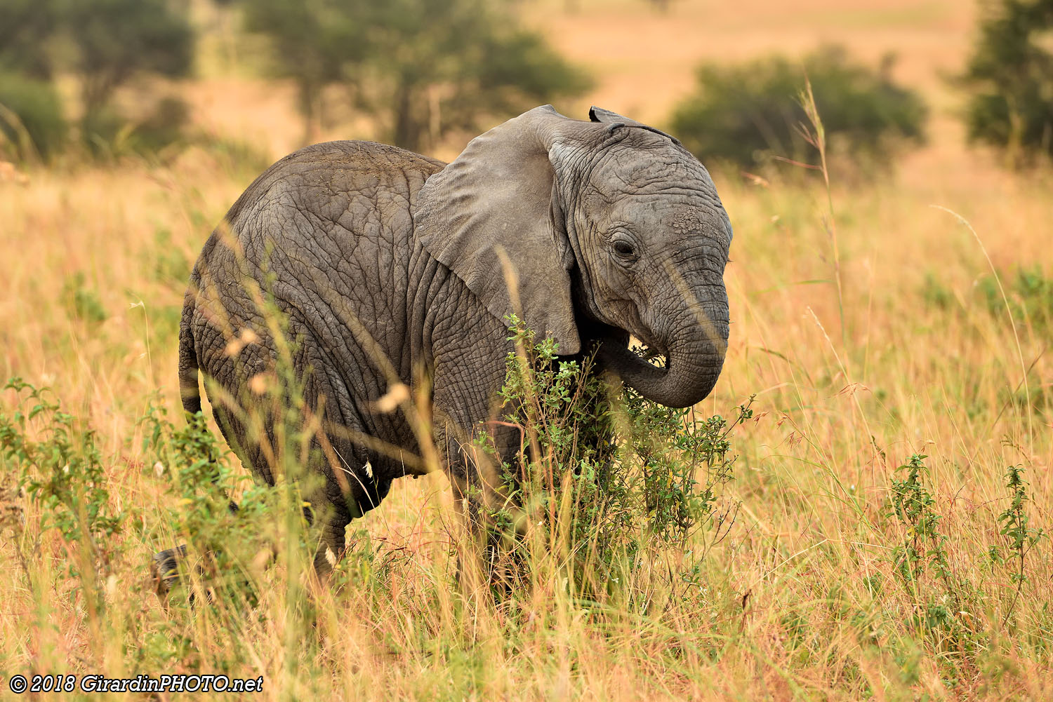 Petits géants de la savane