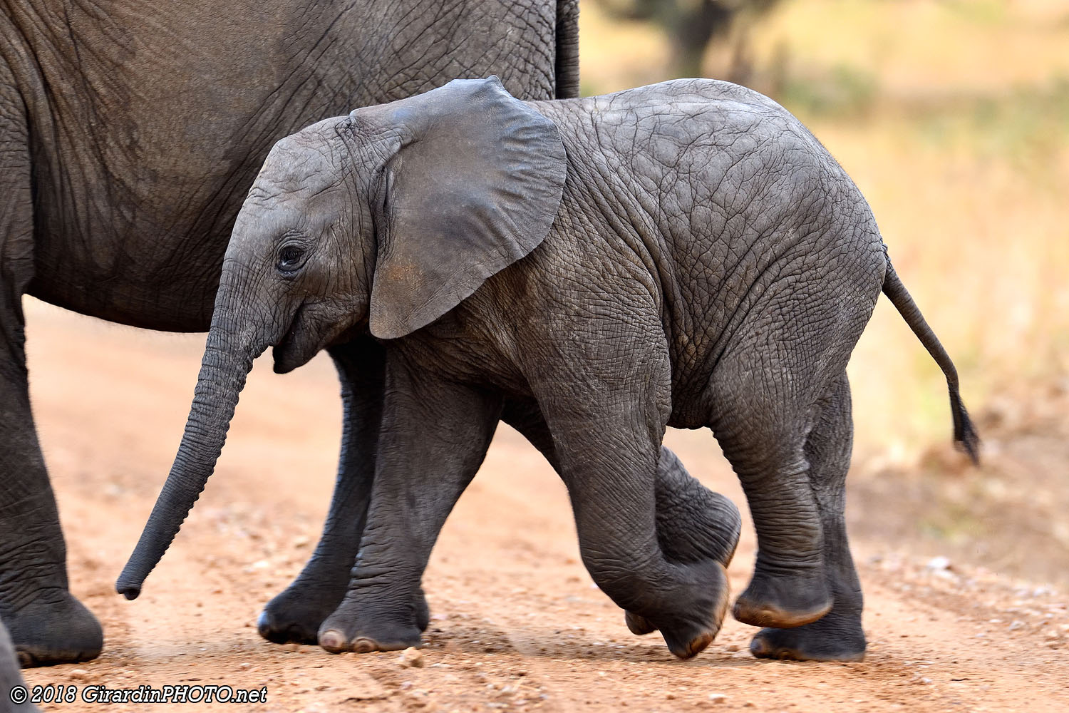 Petits géants de la savane