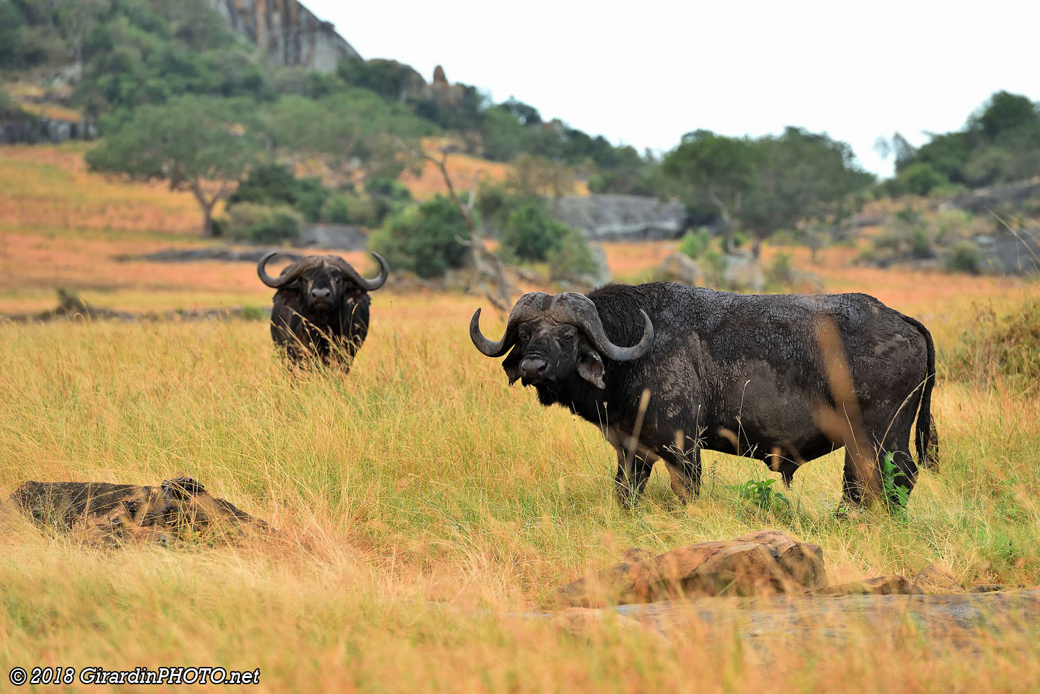 Buffles juste avant d'arriver au campement