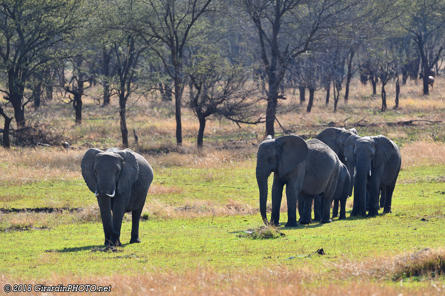 Eléphants sur leurs gardes