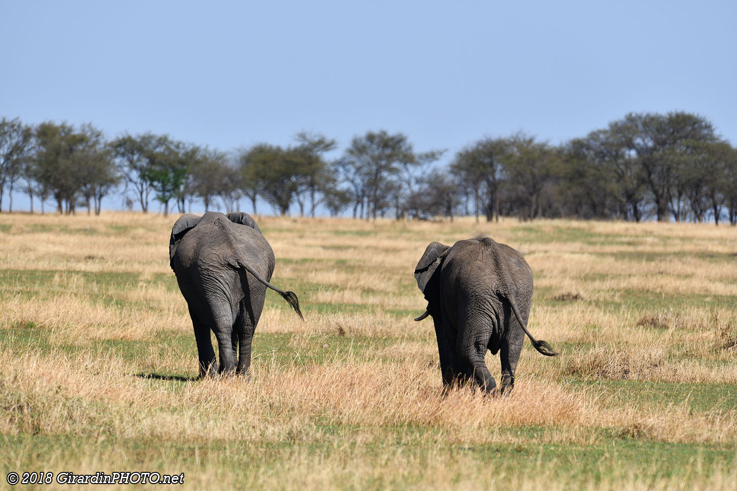 La patrouille des éléphants