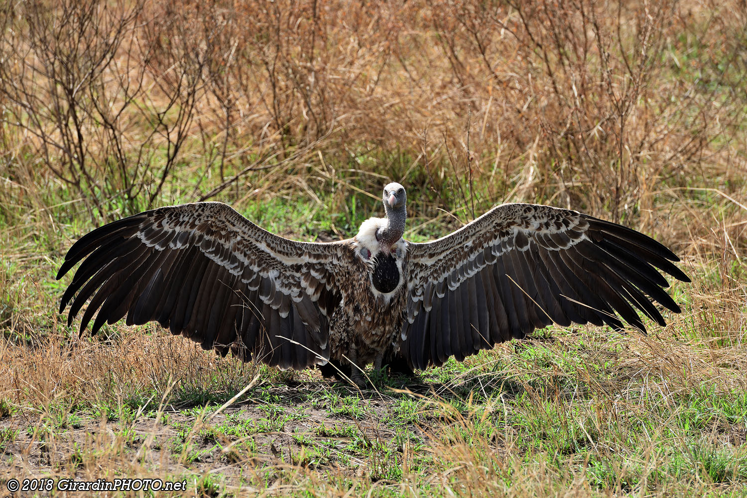Séchage des ailes au soleil