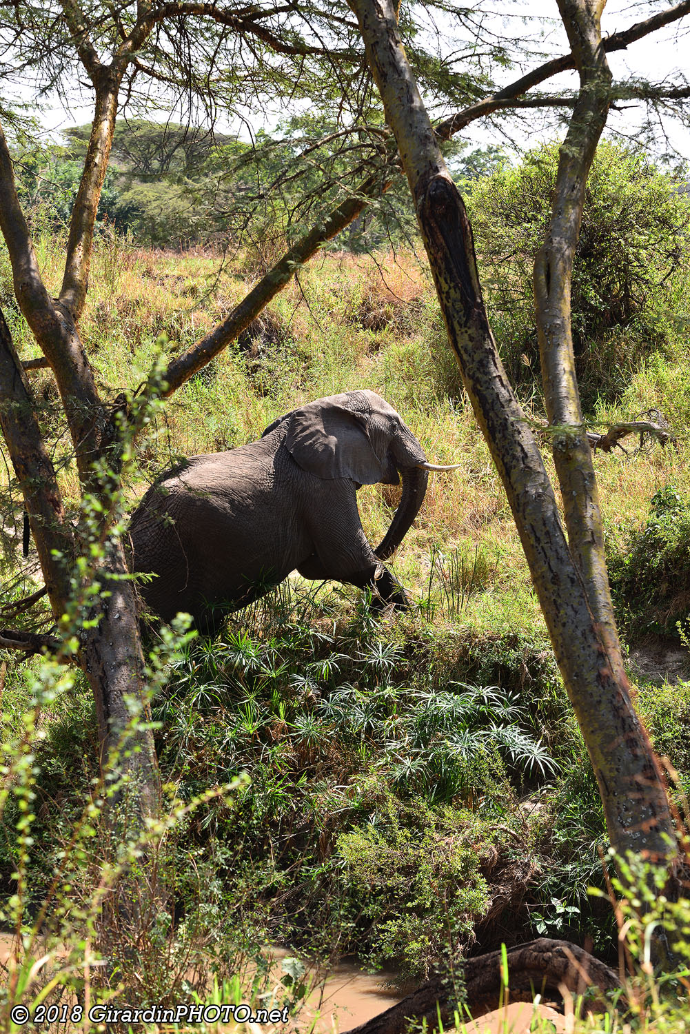 Eléphant crossing