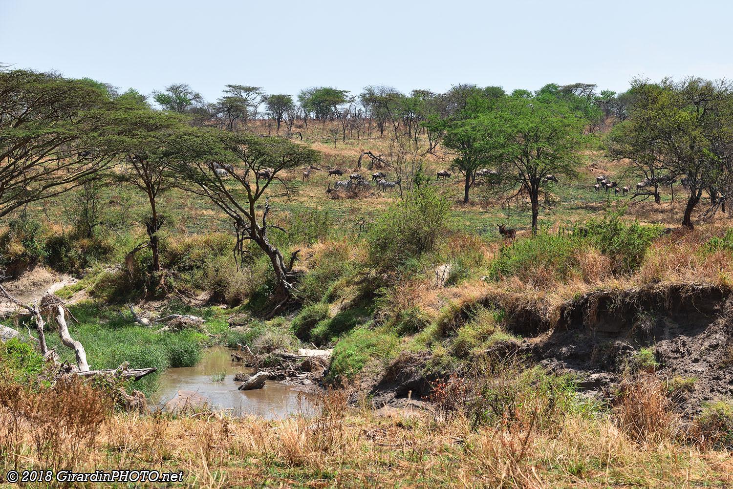 Grumeti River