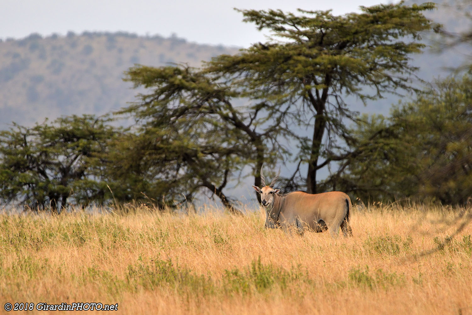 Eland du Cap