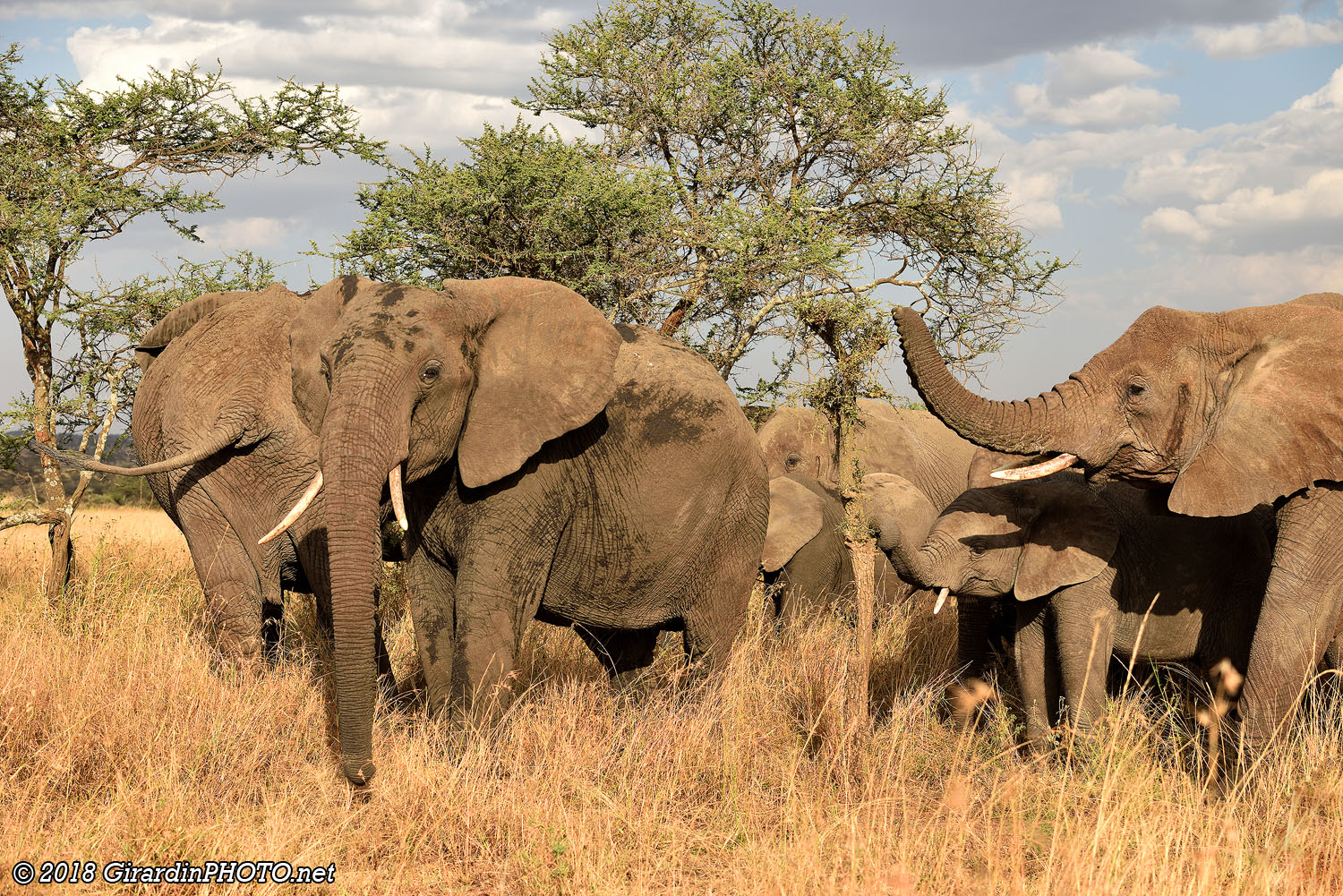 Famille d'éléphants