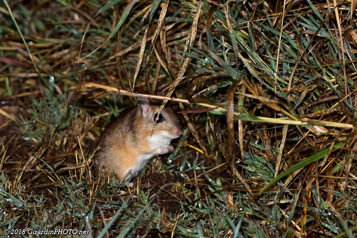 Souris