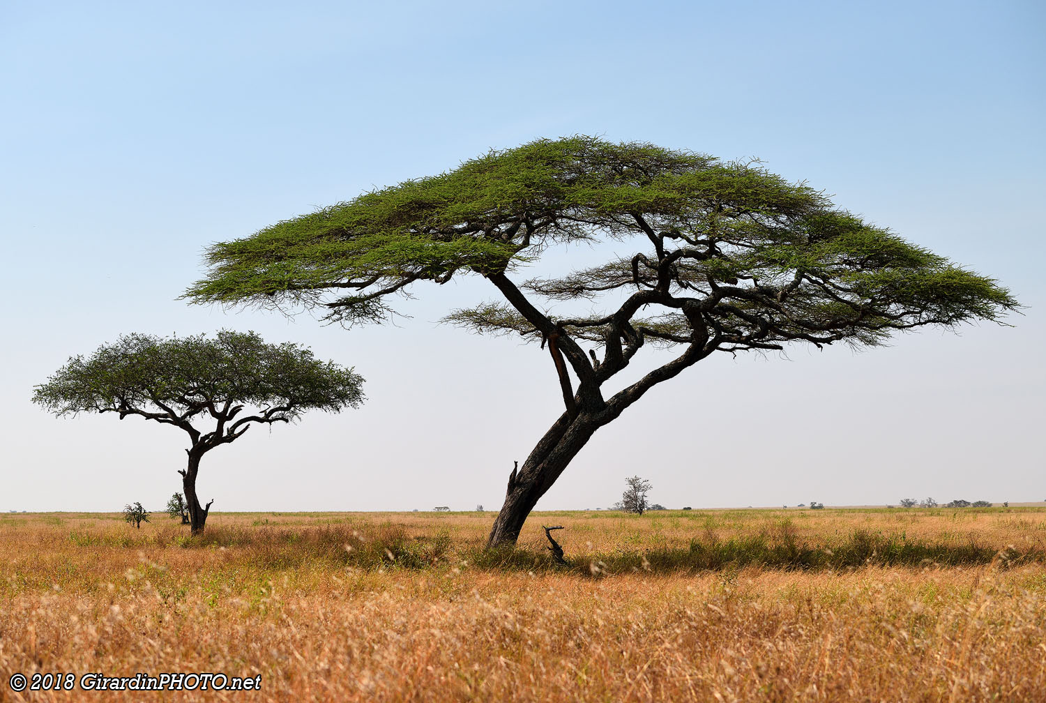 Acacia tortilis