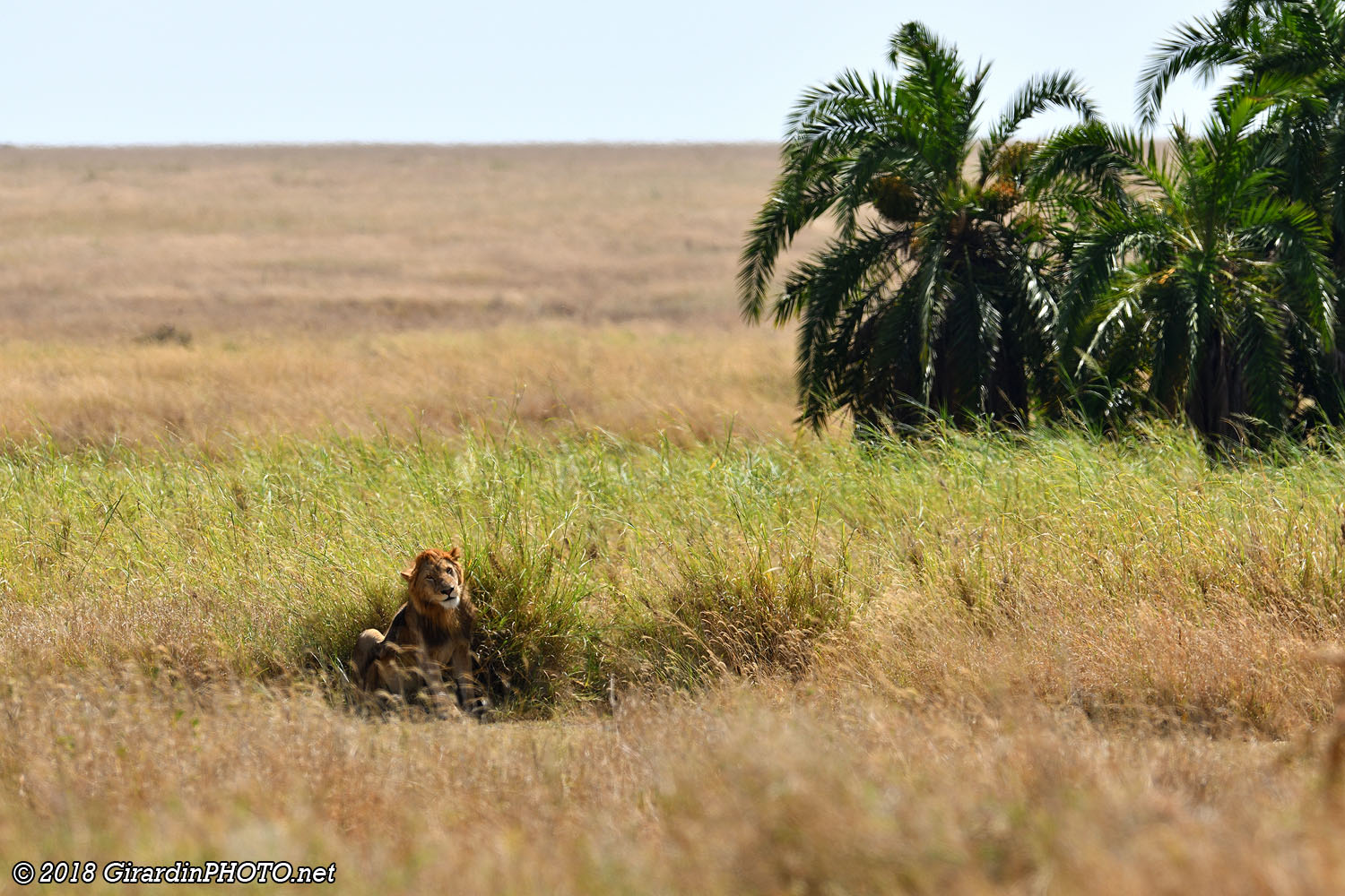 Premier lion de la journée